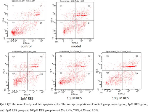 Figure 1. The Effect of RES on apoptosis of human ovarian granulosa cells under oxidative stress by flow cytometry.