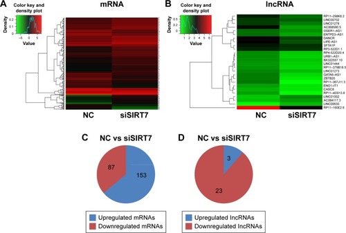 Figure 2 Differentially expressed mRNAs (A) and lncRNAs (B) were analyzed by hierarchical clustering within NC and siSIRT7 groups in MDA-MB-231 cells; red indicates high relative expression, and green indicates low relative expression. (C, D) The number of mRNAs and lncRNAs differentially expressed.