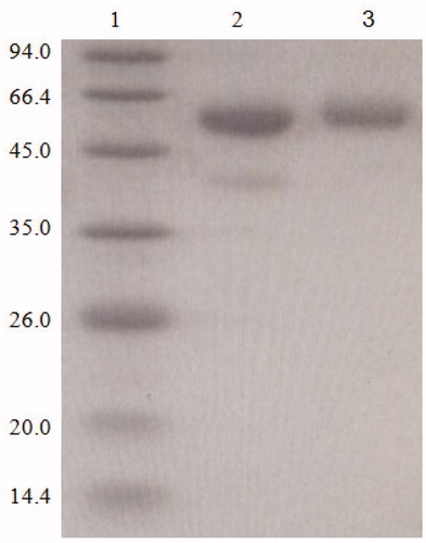 Figure 3. The SDS-PAGE identification of artificial antigen DON-BSA. 1: Control MW, 2: BSA; 3: DON-BSA. Note: SDS-PAGE: sodium dodecyl sulfate-polyacrylamide gel electrophoresis; DON-BSA: deoxynivalenol-bovine serum albumin; MW: molecular weight; BSA: bovine serum albumin.