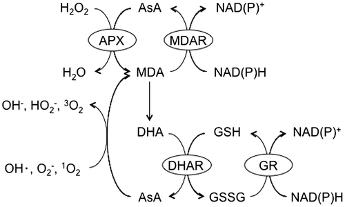 Fig. 2. The ascorbate-glutathione cycle.Notes: APX, ascorbate peroxidase; AsA, L-Ascorbic acid; DHA, dehydroascorbate; DHAR, DHA reductase; GSH, reduced glutathione; GR, glutathione reductase; GSSG, oxidized glutathione; MDA, monodehydroascorbate; MDAR, MDA reductase.