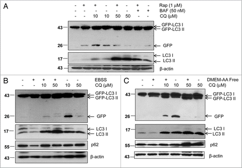 Figure 7 Modulation of GFP-LC3 cleavage using saturating and unsaturating lysosomal inhibitors. (A) GFP-LC3 stable HeLa cells were treated with Rap (1 µM) in the presence or absence of CQ (10 or 50 µM) or BAF (50 nM) for 6 hrs. Total lysates were prepared and subjected to immunoblot analysis. GFPLC3 stable HeLa cells were cultured in EBSS buffer (B) or in DMEM-AA-Free (C) in the presence or absence of CQ (10 or 50 µM) for 6 hrs. Total lysates were prepared and subjected to immunoblot analysis. Data is representative of two independent experiments.