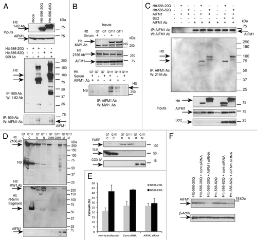 Figure 3. AIFM1 interacts with Htt and mediates Htt toxicity. (A) STHdh Q7/Q7 cells were transiently transfected with normal (Htt-N586–20Q) or expanded (Htt-N586–82Q) Htt fragments, lysed 48 h after transfection, and Htt complexes were immunoprecipitated using a specific antibody to Htt (909). AIFM1 was detected in the IPs from transfected cells, but not in non-transfected cells or in control samples without the primary antibody (bottom panel). IPs were also analyzed for the presence of Htt using 1–82 antibody (middle panel). The inputs are shown on the top panels. (B) STHdh Q7/Q7 and Q111/Q111 cells were grown with and without FBS for 48 h, and AIFM1 complexes were immunoprecipitated using a specific antibody to AIFM1. Expanded Htt proteins were detected in the IPs from STHdh Q111/Q111 cells using MW1 antibody recognizing expanded polyQ, but not in control samples without the primary antibody (bottom panel). The inputs are shown on the top panels: expanded Htt is detected using MW1 antibody, both normal and expanded Htt are detected with 2166 Ab; NS - non-specific bands. (C) STHdh Q7/Q7 cells were transiently co-transfected with normal (Htt-N586–20Q) or expanded (Htt-N586–82Q) Htt fragments, AIFM1 and Bcl-2, as indicated. Cells were lysed 48 h after transfection, and AIFM1 complexes were immunoprecipitated using a specific antibody to AIFM1. Htt was detected in the IPs from transfected cells, but not in mock transfections or in control samples without the primary antibody (middle panel). IPs were also analyzed for the presence of AIFM1 (top panel). The inputs are shown on the bottom panels. (D) Sub-cellular fractionation of STHdh Q7/Q7 and Q111/Q111 cells was performed as described in the Materials and Methods to obtain cytoplasmic (C), nuclear (N), outer mitochondrial membrane (OMM) and mitochondrial (M) fractions. Htt proteins were detected with 2166 MAB to Htt (top panel), or with MW1 antibody (middle panel); AIFM1 protein was detected exclusively in the mitochondrial fractions. Cytoplasmic (β tubulin, TUB), nuclear (PARP) and mitochondrial (COXIV) markers are shown. (E) AIFM1 knock-down in striatal cells attenuates toxicity of expanded Htt-N585–82Q fragment. STHdh Q7/Q7 cells were co-transfected with indicated plasmids and siRNAs, fixed 48 h later, co-stained with an antibody to Htt (1–82) and with Hoechst 33258, and the nuclei staining intensity was analyzed as described in Materials and Methods. The data are presented as percentage of surviving cells among transfected cells. About 250–600 transfected cells were counted for each condition, and the experiment was repeated 3 times (*n = 3, p = 0.01; **n = 3, p = 0.03). (F) blots demonstrating AIFM1 knock-down upon transfection with AIFM1 siRNA, but not with control siRNA