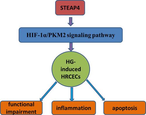 Figure 9 STEAP4 reduced HG-induced injury and apoptosis of HRCECs by inhibiting HIF‐1α/PKM2 signaling pathway.