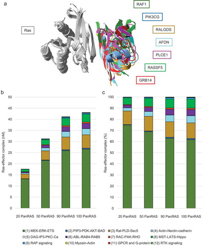 Figure 3. Network modelling of Ras effector interaction and competition. (a) Overlay of seven 3D complex structures with Ras displayed in grey in all structures and the UB-like domains (of effectors) shown in different colours as indicated next to the superimposition. The following pdb structures were used: 1gua.pdb for RAF1, 1he8.pdb for PIK3CG, 1lfd.pdb for RALGDS, 6amb.pdb for AFDN, 2c5l.pdb for PLCE1, 3ddc.pdb for RASSF5, and 4k81.pdb for GRB14. The superimposition and visualization was done using the SwissPdbViewer software. (b) Results of the equilibrium network analysis of nano molar concentrations of Ras-effector complexes in colon tissue. The complex formations were calculated using increasing amounts of total Ras with 100% corresponding to the total concentration of Ras for mimicking a 100% load of GTP. (c) Similar as in panel (b), but the Ras-effector complexes are here displayed in percent (normalized by the total concentration of all Ras-effector complexes)