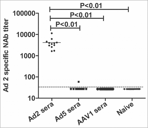 Figure 2. NAbs against Ad2 after the administration of different viruses. NAbs directed against Ad2 were measured in sera collected 3 times from mice (n = 4 in each group) treated twice with Ad2, Ad5, or AAV1 (1 × 109 vp/animal) or saline by intramuscular injection. The titer is expressed as the serum dilution that inhibited 50% of the EGFP-positive cells. Statistically significant differences (P values) are shown above the figure.