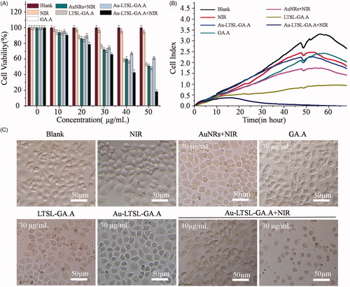 Figure 4. The anticancer activity of Au-LTSL-GA.A evaluated through MTT (A) and RTCA (B) assay for MCF-7 cells. Cells treated with NIR irradiation, GA.A (30 μg/mL), LTSL-GA.A (30 μg/mL), Au NRs + NIR irradiation (30 μg/mL) and Au-LTSL-GA.A (30 μg/mL) were set as control groups. Cells were also treated with of Au-LTSL-GA.A (30 µg/mL) for 2 h in incubation and measured for 5 min upon irradiation (0.25 W/cm2). (C) The bright cell images of each of the above groups.