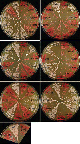 Figure 2 The status of [PSI+] in hsp104 mutants is monitored by color assay of ade1-14 nonsense suppression. Haploid strains carrying the indicated hsp104 mutations and control wild-type [PSI+] strain (AT3) were incubated on YPD at 30°C for four days. The results are summarized in Table 3.