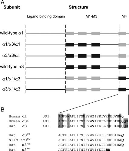 Figure 3.  Schematic illustration of subunit chimeras investigated in this study and amino acid sequence alignment of the M4 segment of human α1, human α3L and rat α3 subunits. (A) Symbolized illustration of the wild-type and chimeric subunits used in this study with the N-terminus at the left. The entire GlyR subunit was divided into three modules: a ligand binding domain (LBD, finishes at residue Q219 for both α1 and α3), a M1–M3 domain (including the intracellular M3–M4 loop, begins at residue M220 for both α1 and α3 and finishes at residue R392 for α1 and R400 for α3) and a M4 segment (including the C-terminal tail). Transmembrane M1–M4 helices (from left to right) are symbolized by boxes and other regions are shown as solid lines. Regions from human α1 and rat α3 are colored in grey and black, respectively. The chimera comprising the LBD from α1, the M1–M3 from α3 and the M4 from α1 is termed ‘α1/α3/α1’. All chimeras share this nomenclature. (B) Amino acid sequence alignment of the M4 segments of human α1, human α3L and rat α3 subunits (top panel) and three C-terminal tail deletion mutants (lower panel). The numbers indicate the position of the first residue in the entire subunit sequence. Non-conserved residues are shown in bold and residues mutated in this study are highlighted in grey. The last two residues of each tail deletion mutants are given as superscripts and also showed bold and italicized in the aligned amino acid sequences.