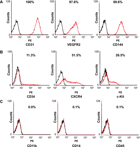 Figure S1 Characterization of EPCs.Notes: Flow cytometry analysis was performed to characterize the surface markers of the EPCs. EPCs were labeled with anti-human antibodies to CD31, VEGFR2, CD144, CD34, CXCR4, c-Kit, CD11b, CD14, and CD45. EPCs expressed, (A) EC makers (CD31, VEGFR2, and CD144) and (B) HSC markers (CD34, CXCR-4, and c-Kit), but did not express (C) hematopoietic lineage markers (CD11b, CD14, and CD45). The percentages of cell surface markers expressed on the EPCs are shown.Abbreviations: CD, cluster of differentiation; CXCR-4, chemokine receptor 4; EC endothelial cell; EPC, endothelial progenitor cell; HSC, hematopoietic stem cell; VEGFR2, vascular endothelial growth factor receptor 2.