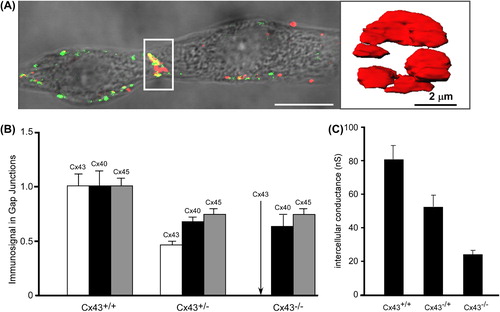 Figure 2. Engineering atrial cell pairs. Panel A: Engineered atrial cell pair. Left: Wide-field image of engineered murine atrial cell Cx43+/+ pair overlaid with the immunofluorescence of N-Cadherin (green) and Cx40 (red). Note the sharply defined interface between the two myocytes (x/z plane). Right: 3D surface rendering of Cx40 (red) immunofluorescence in the y/z plane showing plaque-like arrangement of Cx40. Image deconvolution was applied to confocal signals before reconstruction. Panel B: Relative levels of Cx43, Cx40, and Cx45 immunofluorescence signals in Cx43+/+, Cx43+/−, Cx43−/− fetal mice myocytes (levels in Cx43+/+ pairs are taken as unity). Panel C: Intercellular electrical conductances in pairs of Cx43+/+, Cx43+/−, Cx43−/− fetal (1 day before birth) mice myocytes. Modified from reference CitationDesplantez T, et al. (2012).