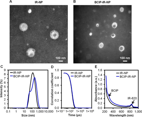 Figure 10 Negative-stained TEM images of (A) IR-NP, (B) BCIP-IR-NP, (C) corresponding intensity-weighted hydrodynamic size distribution, (D) correlograms, and (E) absorption spectra. Scale bar = 100 nm.