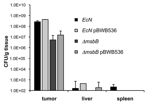 Figure 5 Tumor colonization of E. coli Nissle 1917 strains. BALB/c mice bearing 4T1 tumors were intravenously injected with 1 × 106 cfu of wild-type and msbB-mutant E. coli Nissle 1917, respectively. In addition, the bacteria of the same strains were injected which harbored the plasmid pBWB536. The plasmid leads to the synthesis of O-antigen conferring serum resistance. Two days post injection, tumor, liver and spleen of each mouse were isolated and analyzed for the presence of bacteria. Each strain was able to selectively colonize the tumor tissue with almost no background levels in spleen and liver.