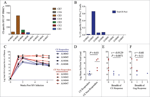 Figure 6. Higher CE-specific T-cells responses correlate with lower viral set point during acute SIV infection. CE-specific T-cell responses in rhesus macaques acutely infected with SIVΔB670 were measured six weeks following intravenous infection using (A) IFN-γ ELISpot against individual CE peptides and (B) IFN-γ ICS against a pool of all seven CE peptides. CE responders were defined as having a detectable CE response measured by ELISpot and/or ICS. (C) Viral loads were measured in the plasma by quantitative RT-PCR. (D) Mean viral set point was determined by averaging the viral loads measured at weeks 4, 5, and 6 and compared between CE responders (animals with detectable CE responses) and CE non-responders (animals with undetectable CE responses) by non-parametric Mann-Whitney T test. Horizontal lines indicate median values. Correlation between the breadth of (E) CE and (F) Gag-specific T-cell responses and mean set point plasma viral load was determined by a Spearman Rank correlation. A p value ≤ 0.05 was considered significant.