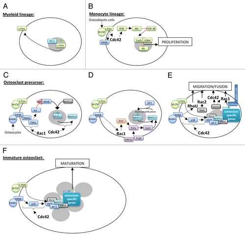 Figure 2. Implication of Rho GTPases in osteoclastogenesis. Hematopoietic stem cells differentiation into osteoclasts takes place through several steps controlled by keys factors. PU.1 induces the expression of c-Fms in hematopoietic stem cells of the myeloid lineage (A). M-CSF secreted by osteoblastic cells allows to the induction of myeloid stem cell into the monocyte lineage. The interaction between M-CSF and c-Fms leads to the activation of Cdc42 and the PI3K/Akt axis resulting in the proliferation of these cells (B). M-CSF/c-Fms binding is also responsible for the presence of RANK at their surface (B). RANKL secreted by osteocytes leads to the commitment of monocyte stem cells into osteoclast precursors. RANKL binding to RANK is followed by TRAF6 recruitment and activation of Rac1-dependent TAK1 pathway leading to NFκB nuclear translocation into the nucleus. NFκB and NFATc2 are then able to initiate the expression of the master regulator of osteoclastogenesis, NFATc1 (C). By unknown mechanisms, Cdc42 also regulates NFATc1 expression (C). RANKL and costimulatory signals, from DAP12 and FCγR, lead to sustained intracellular calcium influx that activates NFATc1. It is in part dependent on Rac1-mediated ROS production and PLCγ stimulation (D). Then, NFATc1 in cooperation with other transcription factors allows to the expression of osteoclast-specific target genes involved in precursor fusion (D). This process is dependent on precursor migration and contact, which implicate Rac1, Rac2, Cdc42, and RhoU through different signaling pathways (E). In multinucleated cells, NFATc1 associates with co-activators to induce the expression of osteoclast-specific target genes involved in osteoclast maturation and function (F).