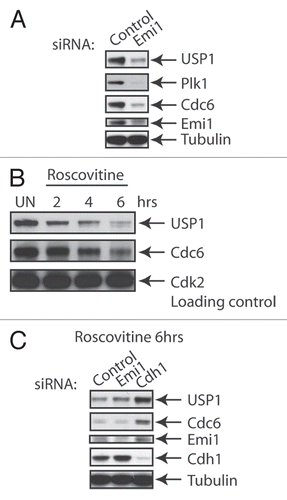 Figure 2 Inhibition of Emi1 or Cdks can destabilize USP1. (A) U2OS cells were transfected for 48 h with a control (Ctrl) siRNA oligo (Qiagen AllStar Neg siRNA) or a siRNA oligo directed against Emi1 (5′-CAT GTT CAT TCC GGA CTT AAA-3′). Samples were collected, lysed and analyzed by protein gel blot with the indicated antibodies: Plk1 (Abcam), Cdc6 (Santa Cruz), Emi1 (Invitrogen), Cdk2 (Bethyl), Cdh1 (CalBiochem), Tubulin (Abcam). (B) U2OS cells were left untreated (UN) or treated with Roscovitine (CalBiochem) (5 uM) for the indicated time points, analyzed by protein gel blot and probed with the indicated antibodies. (C) U2OS cells were transfected with the indicated siRNAs as in (A) or Cdh1 (AAT GAG AA G TCT CCC AGT CAG) and treated for 6 h with Roscovitine (5 uM). Samples were analyzed by protein gel blot and probe with indicated antibodies.