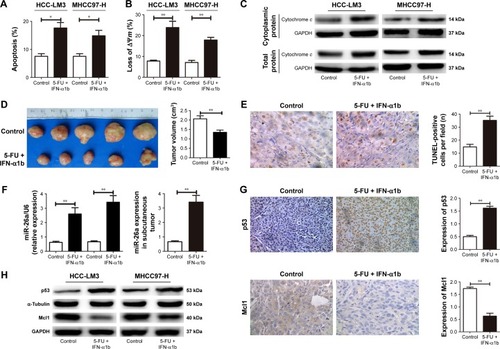 Figure 6 Combination treatment of IFN-α1b and 5-FU induced cell apoptosis through upregulating miR-26a mediated by p53.