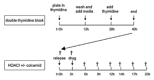 Figure 3. Summary of the flow cytometry protocol. Cells were synchronized with a double thymidine block, which arrests cells at the beginning of the S-phase. For this purpose, cells were plated, and at 30–50% confluency incubated for 12 h in DMEM-10 media containing 2 mM thymidine. Subsequently cells were washed twice in PBS and incubated in DMEM-10. After 16 h, the media was replaced with DMEM-10/thymidine and cells were incubated for 12–14 h. Then cells were released from S-phase by removing the thymidine containing media. After three hours cells were treated with HDACis and/or colcemid, and for 17 h control and treated cells were harvested (†) every 2–3 h to monitor cell cycle progression by flow cytometry.