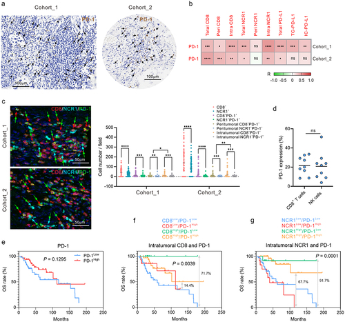 Figure 4. Intratumoral NCR1 expression levels correlate with increased survival in NB patients regardless of PD-1 expression and the density and spatial distribution of CD8+ T cells.