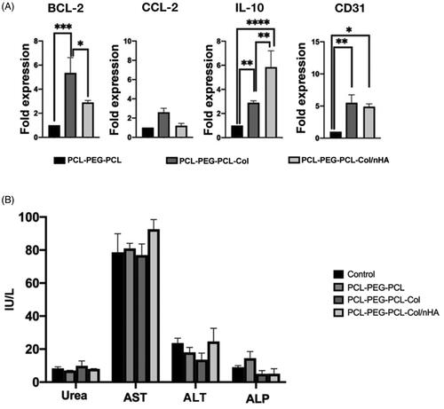 Figure 9. (A) Measuring the expression of BCL2, CCl-2, IL10, and CD31 in subcutaneous transplants after 14 days using real-time PCR assay (n = 6). (B) Serum levels of AST, ALT, ALP, and Urea in PCL-PEG-PCL, PCL-PEG-PCL-Col, and PCL-PEG-PCL-Col/nHA groups after 14 days (n = 6). *p < .05, **p < .01, ***p < .001, and ****p < .0001.