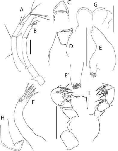 Figure 20. Pseudotanais amundseni sp. nov., (a), antennule; (b), antenna; (c), labrum; (d), left mandible; (e), right mandible; (e’), molar; (f), maxillule; (g), labium; (h), epignath; (i), maxilla and maxilliped. Scale lines = 0.1 mm