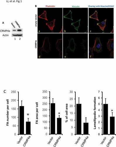 Figure 1. CRMP4a overexpression reduces cytoskeleton organization in prostate cancer cells. A. PC-3 cells stably infected with lentiviruses harboring the control empty vector or CRMP4a expression constructs were harvested for western blot with the antibodies as indicated. Actin blot served as protein loading control. B. PC-3 stable subline cells as indicated (empty vector or CRMP4a) were seeded on cover glass in full culture media for 24 h and then stained with iFluor555-conjugated phalloidin (red) and Hoechst33342 (blue). Cells were also subjected to immunocytofluorescent staining with anti-vinculin antibodies (green) followed by visualization with AlexaFluor®488-labeld secondary antibodies. The representative microscopic images were shown from four independent experiments. C. Quantitative data for focal adhesion area or number per cell, percentage of cell area, and lamellipodia numbers per cell formation were shown as mean ± SEM. The asterisk indicates a statistical significance compared to the control (student’s t-test, p < 0.01).