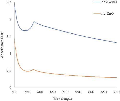 Figure 4. UV-vis absorption spectra of broc-ZnO and nb-ZnO nanoparticles.