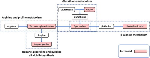 Figure 5. Schematic diagram of the modulated metabolites and potential disturbed metabolic pathways. Up-regulated metabolites detected are shown in the red background; blank background means no statistically significant change or undetected. NADPH, β-nicotinamide adenine dinucleotide phosphate.