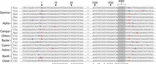 Figure 3. Mapping the ends of 16S rRNA in various bacteria. An alignment of RNA sequences near the ends of 16S rRNA is shown, comparing mapped 5ʹ and 3ʹ nucleotides (blue font) to genome-annotated predictions (red font). Cases of congruence between experimental data and genome annotation are indicated with purple font. Nucleotides of the anti-Shine-Dalgarno (ASD) sequence are shaded in grey. See Figure 2 legend for a description of other annotations