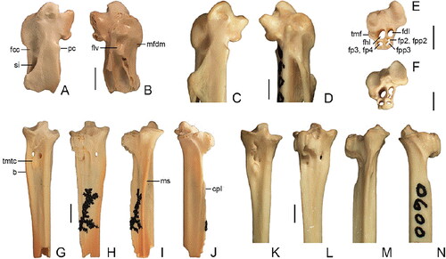 Fig. 1. Sericuloides marynguyenae gen. et sp. nov. from the late Oligocene White Hunter Site, Riversleigh, Australia, compared with the extant Sericulus chrysocephalus. A, B, Sericuloides marynguyenae, holotype right carpometacarpus (QM F57971). C, D, Sericulus chrysocephalus, right carpometacarpus. E, G–J, Sericuloides marynguyenae, paratype left tarsometatarsus (QM F57972). F, K–N, Sericulus chrysocephalus, left tarsometatarsus. A, C, G, K, dorsal view, B, D, ventral view, E, F, proximal view, H, L, plantar view, I, M, medial view, J, K, lateral view. Scale bar = 2 mm. Abbreviations: b, bulge; cpl, crista plantaris lateralis; fcc, fovea carpalis caudalis; fdl, canal for M. flexor digitorum longus tendon; fhl, canal for M. flexor hallucis longus tendon; flv, fovea lig. ventralis; fp2, canal for M. flexor perforatus digiti II; fp3, fp4, canal for Mm. flexores perforati digiti III et IV tendons; fpp2, canal for M. flexor perforans et perforatus digiti II tendon; fpp3, canal for M. flexor perforans et perforatus digiti III tendon; mfdm, depression for attachment of M. flexor digiti minoris; ms, medial shaft surface; pc, proc. cranialis; si, spatium intermetacarpale; tmf, tub. m. fibularis; tmtc, tuberositas m. tibialis cranialis.