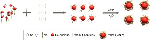 Figure 1 Schematic illustration of the preparation of WP1-SeNPs.Abbreviations: WP1-SeNPs, walnut peptide 1-selenium nanoparticles; Vc, Ascorbic acid.