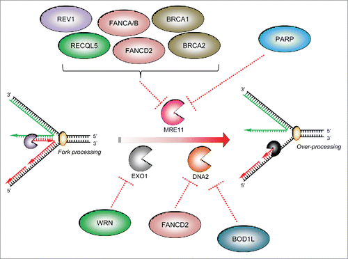 Figure 2. The specificity of factors counteracting ‘fork’ nucleases: Three main cellular nucleases have thus far been implicated in the over-processing of stalled forks: MRE11, DNA2 and EXO1. There have been no reports that the nuclease CtIP is involved in over-processing of stalled replication forks. Several protective factors act on specific cellular nucleases to supress their aberrant activity on stalled replication forks (dotted red lines): several FA/HR proteins, the TLS polymerase REV1 and PARP1 have all been reported to inhibit MRE11-dependent fork resection, whilst the WRN helicase/nuclease prevents EXO1-dependent fork degradation. Recently, we demonstrated that BOD1L is required to suppress DNA2-dependent strand degradation of stalled replication forks, alongside speculative reports of a similar role for FANCD2.