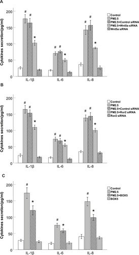 Figure 6 PM2.5 increased IL-6, IL-8 and IL-1β production through Wnt5a/Ror2 signaling in HBECs.