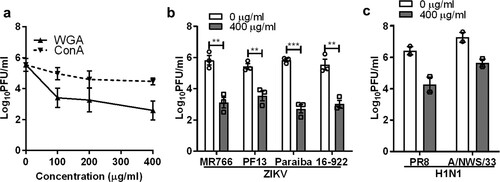 Figure 2. Inhibitory effect of sialic acid-binding lectin against ZIKV infection. (a) Vero cells were pre-treated with increasing concentration of lectin from WGA and Concanavalin A (ConA) for 1 h at 37°C followed by ZIKV PF13 infection at a MOI of 0.1. Effect of WGA lectin-treated Vero cells on multiple (b) ZIKV and (c) H1N1 strains infection. All experiments were repeated at least two times with duplicate samples. Asterisks indicate statistically significant differences (*P < .05; **P < .01; ***P < .001). Error bars represent means ± standard error.