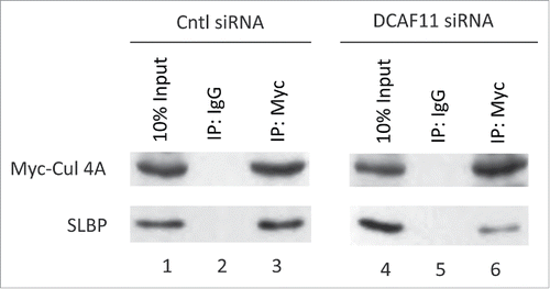 Figure 7. Cul4A and SLBP interaction is impaired by DCAF11 RNAi. HeLa cells were transfected with Myc-Cul4A along with control (non-targeting) or DCAF11 spesific siRNAs. Cells were lysed and immunoprecipitations with non-spesific IgG or anti-Myc were performed. Whole cell extracts (input) and immunoprecipitates were analyzed by western blot for indicated proteins.