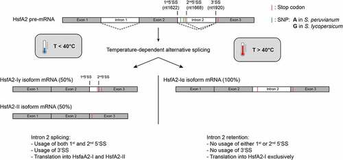 Figure 1. Schematic representation of alternative splicing of the HsfA2 pre-mRNA from S. lycopersicum at different temperatures. Intron 2 of the pre-mRNA is alternatively spliced depending on the temperature. Exons are shown in grey and introns are shown in white. Different splicing reactions are symbolized by dashed lines. The position of the 5‘- and 3‘-splice site(s) (SS) of intron 2 are marked with black lines. The splice variants HsfA2-Iγ and HsfA2-II are mainly generated below 40°C by using alternative 5 ‘splice sites of intron 2. Splice variant HsfA2-Iγ results from the usage of the second 5’SS and splice variant HsfA2-II results from the usage of the first 5’SS. Above 40°C, there is predominantly no more splicing of intron 2 (intron retention). No splice sites are used. The position of the SNPs (three G’s in S.lycopersicum vs. three A’s in S. peruvianum) are marked in green.