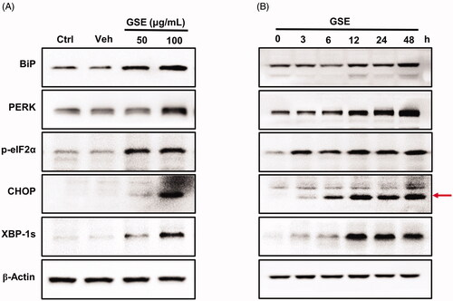 Figure 4. GSE induces endoplasmic reticulum stress and activates the unfolded protein response pathway in HepG2 cells. The expression of ER stress-associated proteins in HepG2 cells after GSE treatment. (A) Cells were treated with GSE at indicated concentration for 24 h. (B) Cells were treated with 100 μg/mL of GSE with difference time exposure. β-Actin was used as a loading control in the western blot analysis. Ctrl: control; Veh: vehicle; p: phosphorylated.