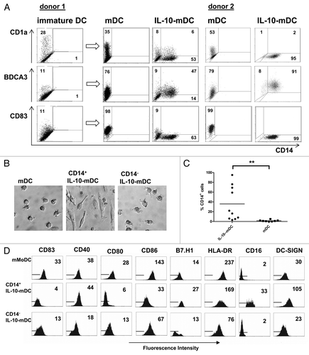 Figure 2. A CD14+BDCA3+ cell population exhibiting macrophage-like morphology and phenotype arises during the maturation of monocyte-derived dendritic cells. (A) Expression of CD1a, CD14, CD83 and BDCA3 on immature monocyte-derived dendritic cells (MoDCs), MoDC matured for 2 d by a mixture of prostaglandin E2 (PGE2), tumor necrosis factor α (TNFα), interleukin (IL)-1β and IL-6 (mDCs), and DCs matured in the presence of IL-10 (IL-10-mDCs). (B) Light microscopic images of mDCs and FACS-sorted CD14+ and CD14− IL-10-mDCs (400× magnification). (C) Percentages of CD14+ DCs matured in the presence (IL-10-mDCs) or absence (mDCs) of IL-10. **p < 0.01 in a Wilcoxon Signed Rank paired analysis. (D) Expression of CD83, CD40, CD80, CD86, B7-H1, HLA-DR, CD16 and DC-SIGN on the indicated mDC subsets. Data are representative of at least eight independent experiments.