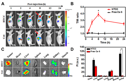 Figure 5 In vivo NIR fluorescence imaging of HTCC in the SCC7 tumor-bearing mouse model. (A) In vivo, NIR fluorescent imaging of SCC7 tumor-bearing mice was taken at different times after intravenous injection of HTCC and free Ce6. Arrows indicate the tumor locations. (B) Tumor/muscle (T/M) ratio of SCC7 tumor-bearing mouse model. HTCC peaked in the tumor at 8 h post-injection. No obvious Ce6 tumor accumulation was seen. (C) Ex vivo fluorescence images of organs and tumors harvested at 8 h after injection of HTCC and free Ce6 in mice. (D) Quantification of normal organ fluorescent imaging in (c) **p < 0.005.
