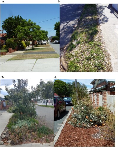 Figure 2. Examples of residential urban road verges of varying width in the City of Vincent with non-adopted verges comprising lawn (a, b) and adopted verges with native plantings (c, d). (Photo source: authors)