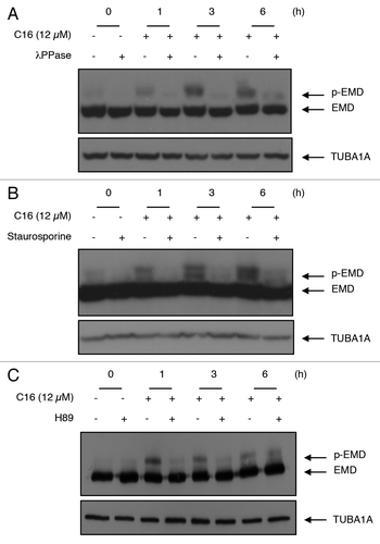 Figure 2. Phosphatase (λPPase), general kinase inhibitor (staurosporine), and PRKACA inhibitor (H89) reverse EMD modification. (A) Colon cancer cells were treated with or without C16-ceramide for 1, 3, and 6 h. Protein extracts were incubated in the absence or presence of alkaline phosphatase (λPPase) at 30 °C for 30 min. Protein extracts were separated on SDS polyacrylamide gel and immunoblotting was revealed with anti-EMD and anti-TUBA1A antibodies. (B) HCT116 cells were pretreated with staurosporine (100 nM) for 30 min and left untreated or stimulated with C16-ceramide (12 µM) for 1, 3, and 6 h. Western blotting analysis was performed using an anti-EMD and an anti-TUBA1A antibody. (C) HCT116 were pretreated with the PRKACA inhibitor, H89 (5 µM) for 1 h and treated with or without C16-ceramide for the indicated periods of time. Cell extracts were subjected to anti-EMD and anti-TUBA1A antibodies for western blot analysis.