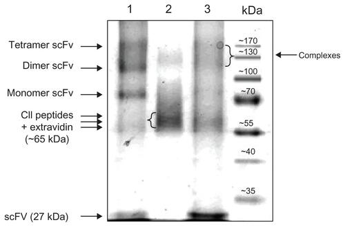 Figure S1 Composition of the extravidin bound 2.4G2 scFv, CII-peptide and CII-peptide –2.4G2scFv mixed complexes resolved by non-reducing SDS-PAGE.Notes: Lane 1: 2.4G2 scFv ‘tetramer’: 60 μg biotinylated 2.4G2 scFv and 30 μg extravidin were mixed (4:1 molar ratio), lane 2: ’CII-peptide ‘tetramer’: 2.6 μg biotinylated CII-peptide (ARGLTGRPGDA) was mixed with 30 μg Extravidin (4:1 molar ratio), lane 3: preformed complexes of 60 μg biotinylated 2.4G2 scFv, 2.6 μg biotinylated collagen peptide (CII-peptide) and 60 μg extravidin (2:2:1 molar ratio). Arrows show the position of various size of scFv-extravidin complexes (lane 1) or CII-peptide-extravidin complexes (lane 2), or the mixed complexes (lane 3). The band around 60 kD corresponds to extravidin.