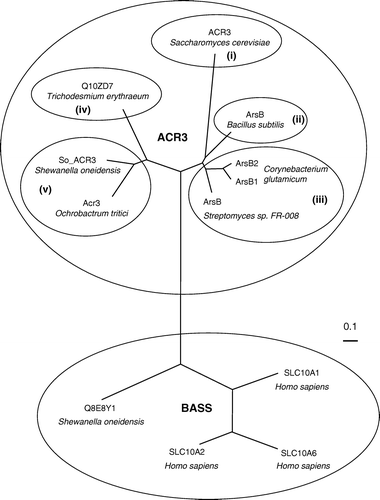 Figure 1.  Relationships between So_ACR3 and other members of the ACR3 and BASS transporter families. The phylogenetic tree was constructed from the sequence alignment shown in Supplementary Figure 1 (online version only), using the Neighbour Joining method of Saitou and Nei [31]. The ACR3 proteins shown are representative of five subfamilies (i–v) identified by phylogenetic analysis of 334 ACR3 sequences obtained from the UniRef90 database [32].