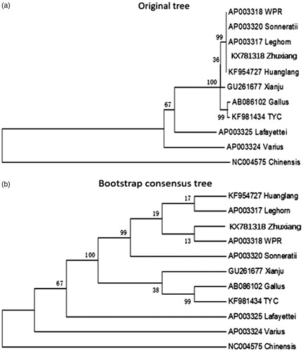 Figure 1. Based on the D-loop sequence to construct phylogenetic tree ((a) Original tree, (b) Bootstrap consensus tree). The mitogenome DNA sequences are downloaded from GenBank and the phylogenetic tree is constructed by a maximum likelihood method by MEGA 5.05. The gene’s accession number for tree construction is listed as follow: Huanglang chicken (KF954727); White leghorn (AP003317); Zhuxiang chicken (KX781318); White plymouth rock (AP003318); Gallus sonneratii (AP003320); Xianju chicken (GU261677); Gallus gallus (AB086102); Taoyuan chicken (KF981434); Gallus lafayettei (AP003325); Gallus varius (AP003324); Coturnix chinensis (NC004575).