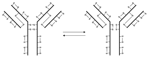 Figure 3 IgG4 disulfide bond isoforms.