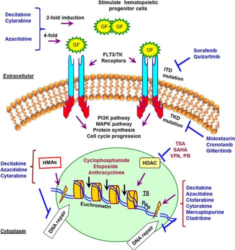 Figure 1 Summary of agents that target genome, epigenome, and signal transduction pathways in a cancerous hematopoietic cell. Inhibition of HDACs and TKRs in cancer cells displays anti-proliferative and pro-apoptotic activities in drug-resistant in vivo tumor models. The mechanisms of deoxynucleoside anti-metabolites are quite similar. They are converted to their respective nucleotide analogues which inhibit DNA synthesis, repair and methylation by inhibition of DNA polymerases and DNMTs besides inducing DNA damages by incorporation into DNA. The incorporation of these agents into DNA is difficult to repair and causes a lasting inhibition of DNA synthesis or disruption of DNA function. HDACi increases the chromatin accessibility for DNA-damaging agents and Top II inhibitors and down-regulation of DNA repair.Abbreviations: HDACs, histone deacetylases; TKRs, tyrosine kinase receptors; FLT3, FMS-like tyrosine kinase 3; ITD, FLT3-internal tandem duplications (FLT3-ITD mutations in or near the juxtamembrane domain); TKD, FLT3-tyrosine kinase domain mutations; DNMTs, DNA methyltransferase; SAHA, vorinostat; TSA, trichostatin A; VPA, valproic acid; PB, phenylbutyrate; HMAs, hypomethylating agents.