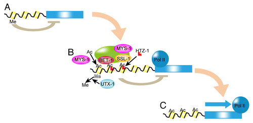 Figure 2. Working model for HTZ-1-dependent cell fate maintenance. (A) H3K27me silences the selector genes (blue box). Me, black line and yellow circle are methylation on H3K27, DNA, and histone, respectively. (B) UTX-1 demethylates H3K27me on selector gene loci. MYST histone acetyltransferases, including MYS-1 and MYS-2, acetylate the selector gene loci. Then, SSL-1 in the BET-1-containing complex deposits HTZ-1, which represses the transcription of selector genes. HTZ-1 may maintain the poised state of RNA polymerase II (Pol II). The transcription of selector gene(s) is ready to be activated. (C) When a cell receives a differentiation signal, repression by HTZ-1 is released and the gene is transcribed.