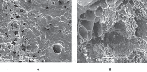 Figure 7. Microstructure of 10% SCPs gels: Gel surface × 200 (A); Gel section× 200 (B).