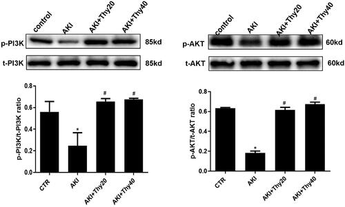 Figure 5. Effect of thymol on the PI3K/AKT signaling pathway in glycerol-induced AKI. (A) In the AKI group, the expression of p-PI3K and p-AKT detected by western blot was significantly decreased compared with that in the control group, while thymol treatment significantly upregulated them. Each bar represents the mean ± SD (n = 3). Statistical significance: *p < .05 versus the control group; #p < .05 versus the AKI group.