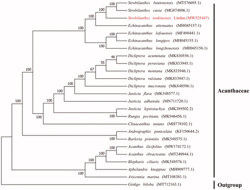 Figure 1. Maximum likelihood phylogenetic tree based on 25 complete chloroplast genomes. The bootstrap values are list on the nodes.