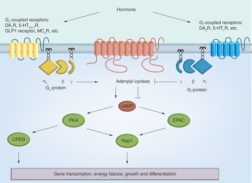 Figure 2.  The hormone-sensitive adenylyl cyclase signaling system.αsβγ and αiβγ: Heterotrimeric Gs- and Gi-proteins; 5-HT1,4,6,7R: 5-hydroxytryptamine receptors of the types 1, 4, 6 and 7; cAMP: 3′,5′-cyclic adenosine monophosphate; CREB: cAMP response element-binding; D1,2DAR: Dopamine receptors of the types 1 and 2; EPAC: cAMP-responsive Rap1 guanine nucleotide exchange factor; GLP-1: Glucagon-like peptide-1; MC4R: Melanocortin receptor of the type 4; PKA: Protein kinase A; Rap1: Ras-related protein 1.
